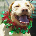 Photo of Gordy