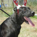 Photo of Jaeger