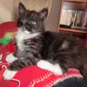 Photo of Lucky *On Trial In His New Home*