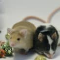 Photo of Flooby And Buddy