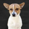 Photo of Rusty