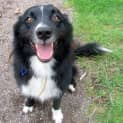Photo of Toby (Adopted Jan Or Feb 2013)