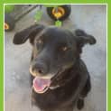 Photo of Jet ~ Youthful Senior, Only $200 ~On Trial 2/2/13