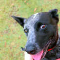 Photo of Bluebell (On Trial 23/12/12)
