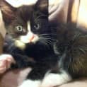 Photo of Boots * Adoption Pending*