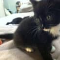 Photo of Miss Puss *Adoption Pending*