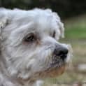 Photo of Fergus (On Trial 11/12/12)