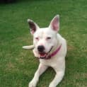 Photo of Casper