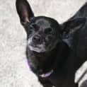 Photo of Sumi