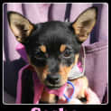 Photo of Sasha (On Trial 21/12/12)