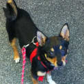 Photo of Sasha (On Trial 21/12/12)