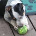 Photo of Lockie