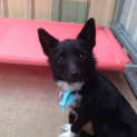 Photo of Tinsel **On Hold For Adoption**