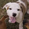 Photo of Snoop
