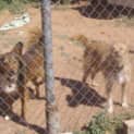 Photo of Kooper