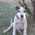 Photo of Flint