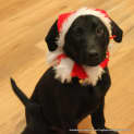 Photo of Bear (On Hold Pending Adoption 29/12/12)