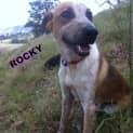 Photo of Rocky (2) (On Trial 28/2/13)