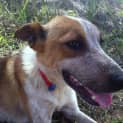 Photo of Rocky (2) (On Trial 28/2/13)