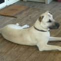 Photo of Bindi #1441