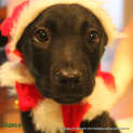 Photo of Chance (On Trial In A New Home 23/12/12)