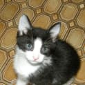 Photo of Milo