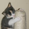 Photo of Juni