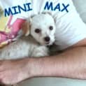 Photo of Mini Max (On Trial 1/1/13)
