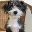 Photo of Ruffles