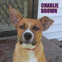 Photo of Charlie Brown (On Trial 29/12/12)