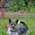 Photo of Daisy