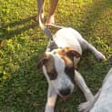 Photo of Patch