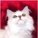 Photo of Precious