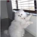 Photo of Precious