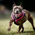 Photo of Honey