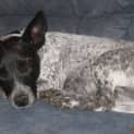 Photo of Bella