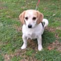 Photo of Bella