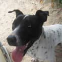 Photo of Buddy