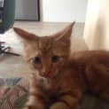 Photo of 'Charlie Boy' Kitten