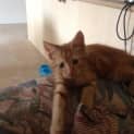 Photo of 'Charlie Boy' Kitten