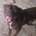 Photo of Milo
