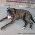 Photo of Diesel (On Trial 13/4/13)