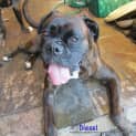 Photo of Diesel (On Trial 13/4/13)