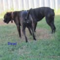 Photo of Diesel (On Trial 13/4/13)
