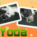 Photo of Yoda ~ Sweet Senior Only $200 On Trial 10/01/13