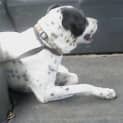 Photo of Buddy