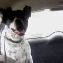 Photo of Buddy