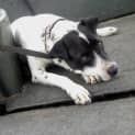 Photo of Buddy