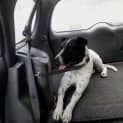 Photo of Buddy