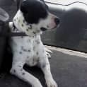 Photo of Buddy